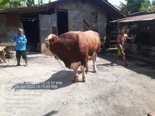 Harganya Rp70 Juta, Ini Penampakan Sapi Kurban Bantuan Presiden untuk Riau