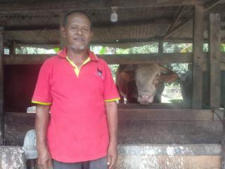 Ini Cerita Afrizal yang Merawat Sapi Kurban Presiden Jokowi untuk Riau