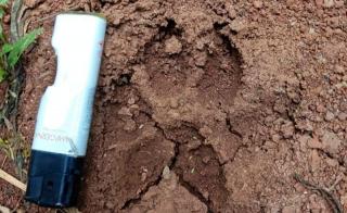 Temukan Jejak Harimau di Kebun Sawit, Warga Rohul-Riau Ketakutan