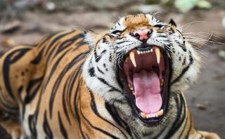 Sepekan Lebih Harimau Tidur di Bawah Pondok, Petani Jadi Takut Pergi ke Kebun