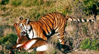 Waspada! Masuk Kebun Sawit, Sapi Warga Mati Dimangsa Harimau