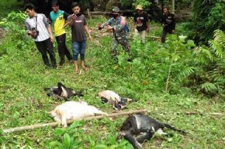 Harimau Mangsa Ternak, Warga Dua Daerah Ini Resah