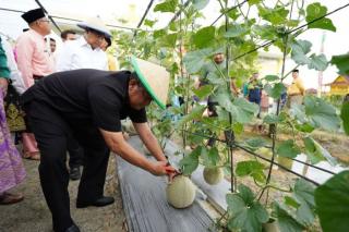 Wagubri Panen Buah di Taman Edukasi Pertanian Rohil