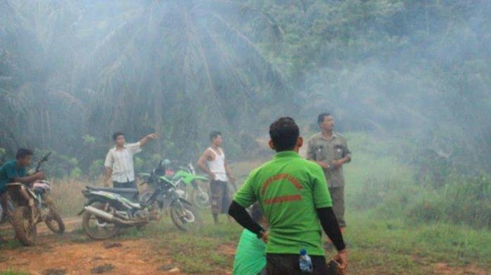 Heboh! Harimau Sumatera Muncul di Areal Perkebunan, Anak Lembu Dimangsa
