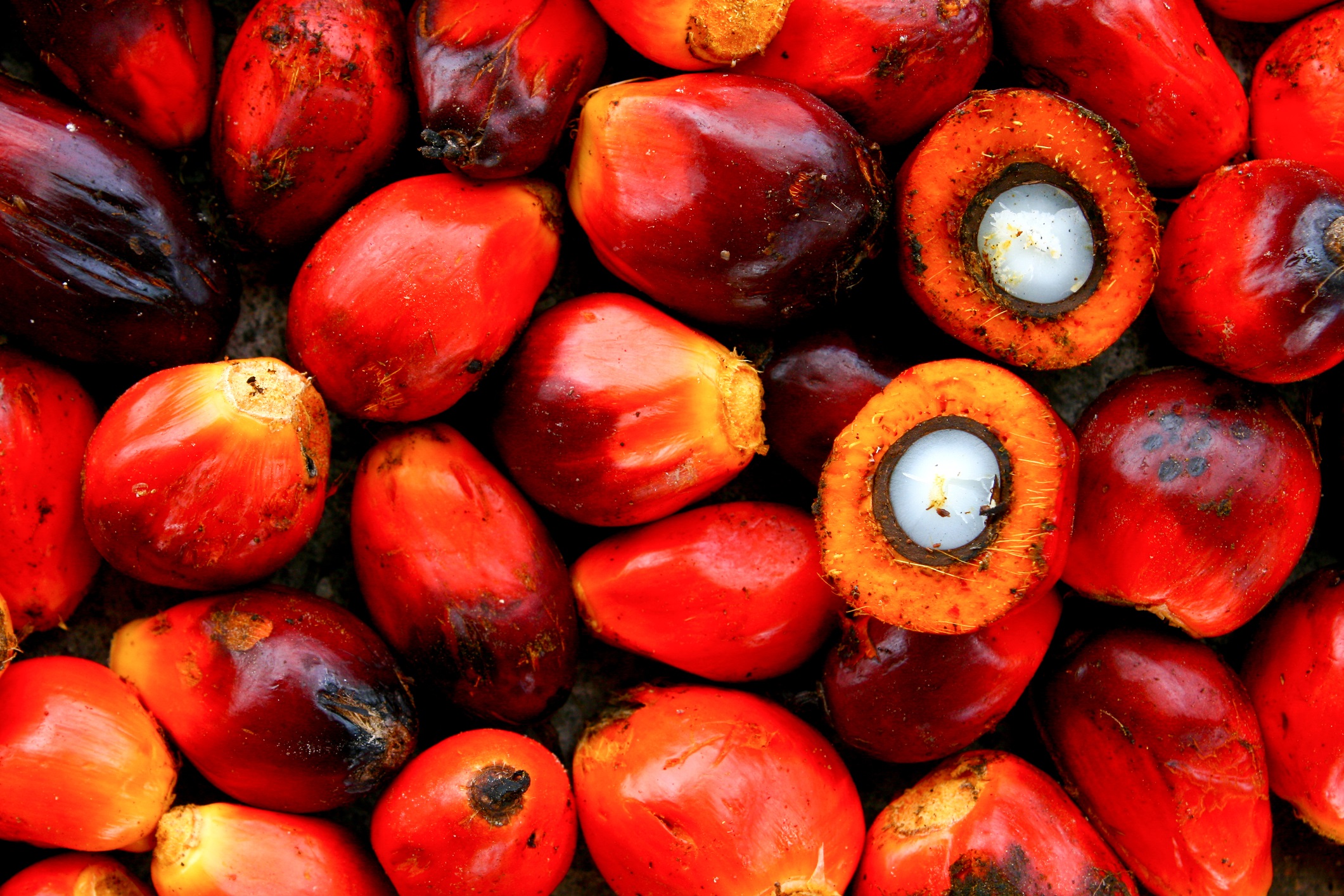 Naik Lagi, Harga TBS Kelapa Sawit di Riau Rp2.134,08 per Kg
