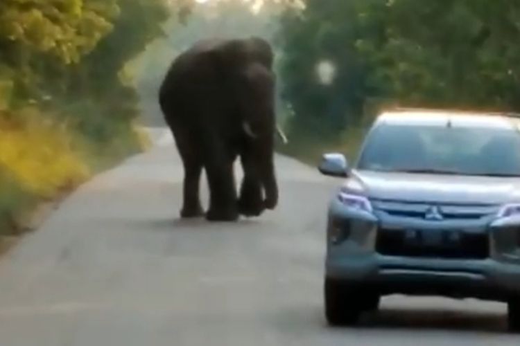 Heboh! Seekor Gajah Sumatera Jantan Adang Mobil di Kawasan Industri Pertamina