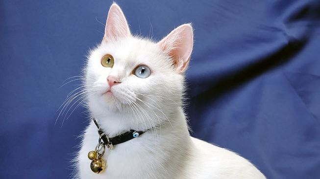 Ini Sejarahnya Mengapa 8 Agustus Diperingati Sebagai Hari Kucing Internasional