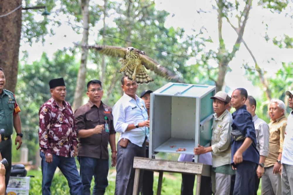 BKSDA Riau Lepasliarkan Elang Brontok di TWA Buluh Cina Kampar