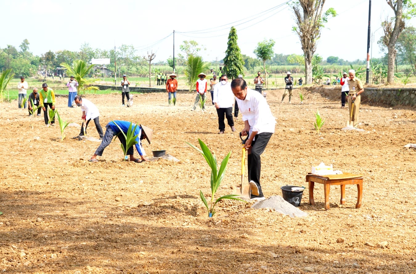 Presiden Jokowi Tanam Kelapa Genjah Bersama Ratusan Petani