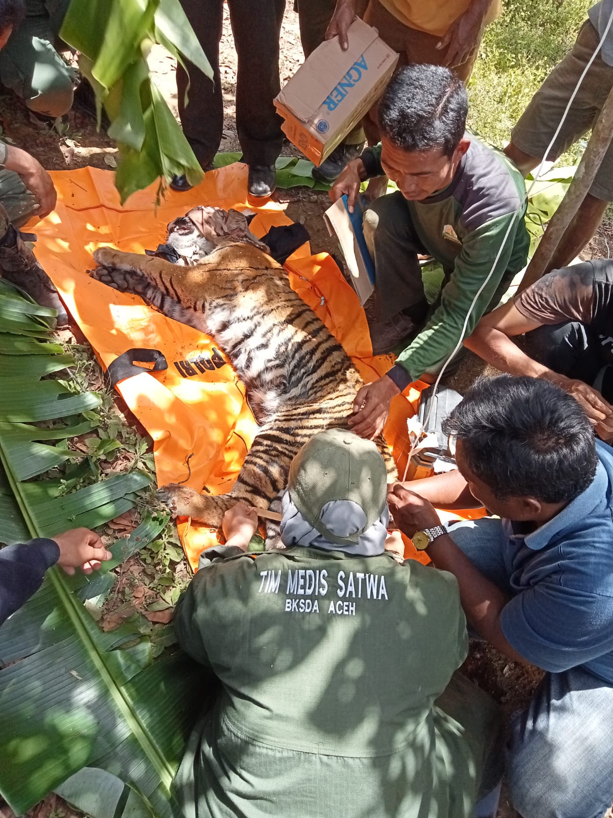 BKSDA Selamatkan Harimau Sumatera yang Terkena Jerat Pemburu