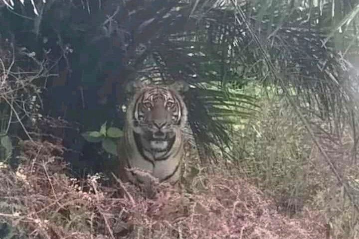 Karyawati PT Peranap Timber Tewas Dimangsa Harimau, BBKSDA Lakukan Ini