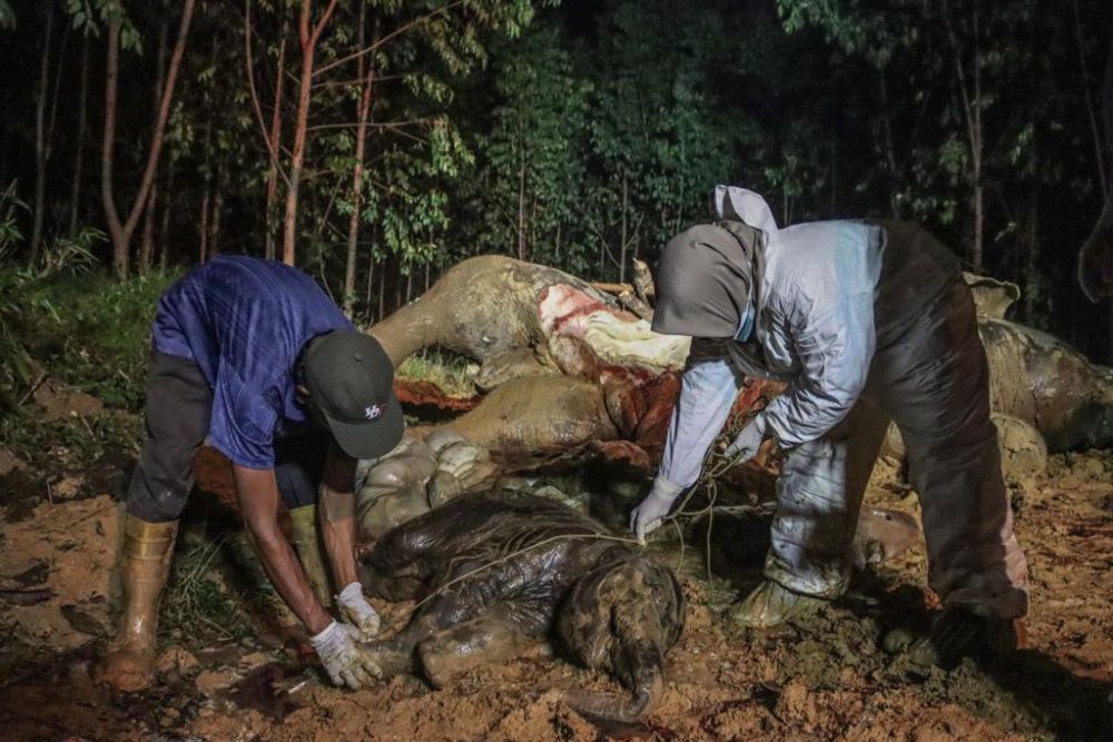 BKSDA Pastikan Kematian Gajah Bunting di Bengkalis Akibat Diracun