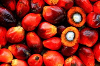 Naik Lagi, Harga TBS Kelapa Sawit di Riau Rp2.134,08 per Kg