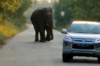 Heboh! Seekor Gajah Sumatera Jantan Adang Mobil di Kawasan Industri Pertamina