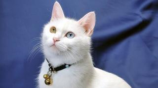 Ini Sejarahnya Mengapa 8 Agustus Diperingati Sebagai Hari Kucing Internasional