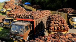 Jelang HUT RI ke-77, Harga TBS Sawit di Riau Kembali Berkibar Rp 2.433,66/KgÂ 