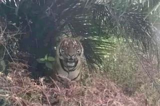 Karyawati PT Peranap Timber Tewas Dimangsa Harimau, BBKSDA Lakukan Ini