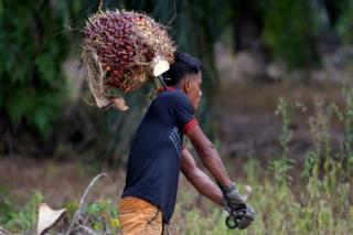 Naik Terus, Harga Sawit di Riau Rp 2.437,63/Kg