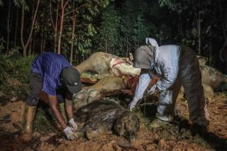 BKSDA Pastikan Kematian Gajah Bunting di Bengkalis Akibat Diracun