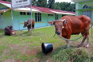 Capaian Sudah 74,5 Persen, Pemprov Riau Terus Gesa Vaksinasi PMK