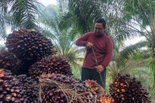 Naik Terus, Harga TBS Kelapa Sawit di Riau Rp 2.551,33/Kg