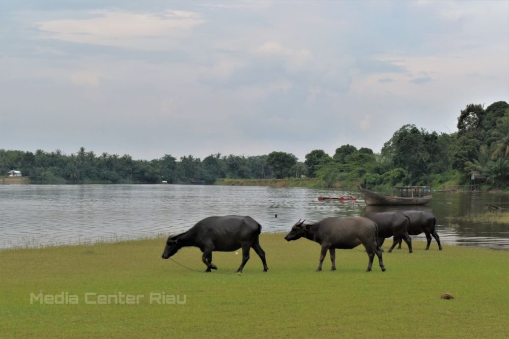 Gawat! PMK Belum Usai, Sejumlah Kerbau di Riau Mati karena Terpapar Penyakit Sapi Ngorok