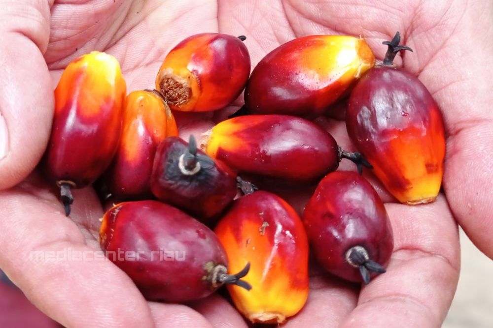Turun, Harga Sawit di Riau Rp 2.523,03/Kg