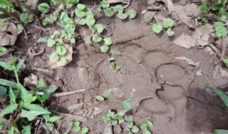 Ada Jejak Harimau di Kampar Hulu, BKSDA Riau Pasang Kamera PemantauÂ