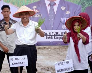 Kampar Siap Produksi Padi khas Kampar dengan Brand Ulu Kasok