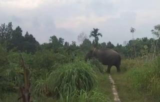 BBKSDA Riau Turunkan Tim Penggiringan Gajah Codet di Siak