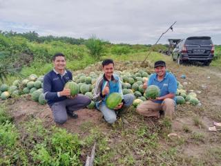 Ini Kisah Petani Muda Kuansing Raup Untung Puluhan Juta Rupiah dari Tanam Semangka