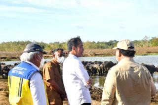 Presiden Serap Aspirasi Peternak Kerbau di Pulau Moa soal Kesulitan Air