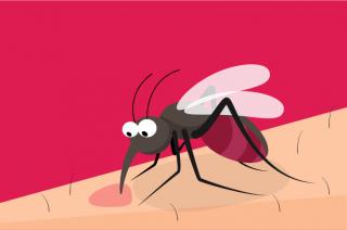 Waspada! Kasus DBD di Riau Meningkat