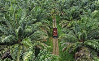 Harga TBS Kelapa Sawit di Riau Kembali Naik Jadi Rp 2.475,15/Kg