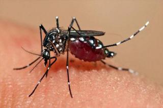 Waspada! 11 Orang di Riau Meninggal Dunia karena Demam Berdarah Dengue