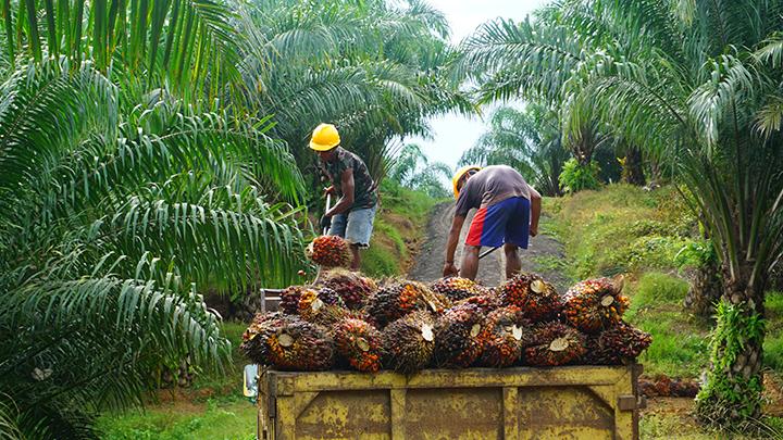 Naik Rp79,51 per Kg, Harga TBS Sawit di Riau Rp2.459,86/Kg