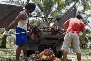 Harga TBS Kelapa Sawit di Riau Rp2.509,84/KgÂ 