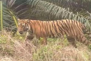 Ngeri! Adi Saputra Selamat Usai Berduel dengan Harimau Sumatera