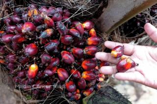 Harga TBS Kelapa Sawit di Riau Turun, Jadi Rp2.376,59 per Kg
