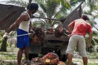 Harga TBS Kelapa Sawit di Riau Rp2.509,84/KgÂ 