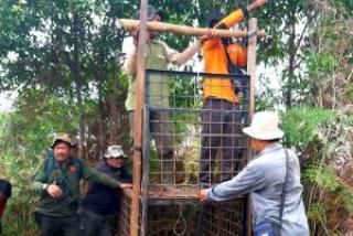 Mitigasi Harimau Sumatera di Siak, BBKSDA Riau Siapkan Seekor Kambing
