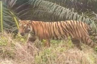 Ngeri! Adi Saputra Selamat Usai Berduel dengan Harimau Sumatera