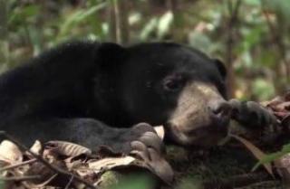 Ngeri! Duel Lawan Beruang di Hutan, Pemuda di Inhu Kritis