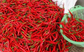 Harga Cabai Merah dan Rawit di Pekanbaru Turun Signifikan