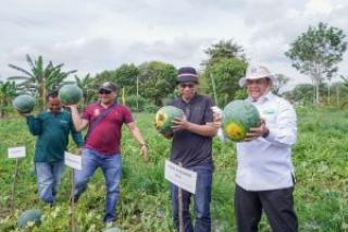 Wagubri Panen Raya Semangka di Sejahtera Farm Kampar