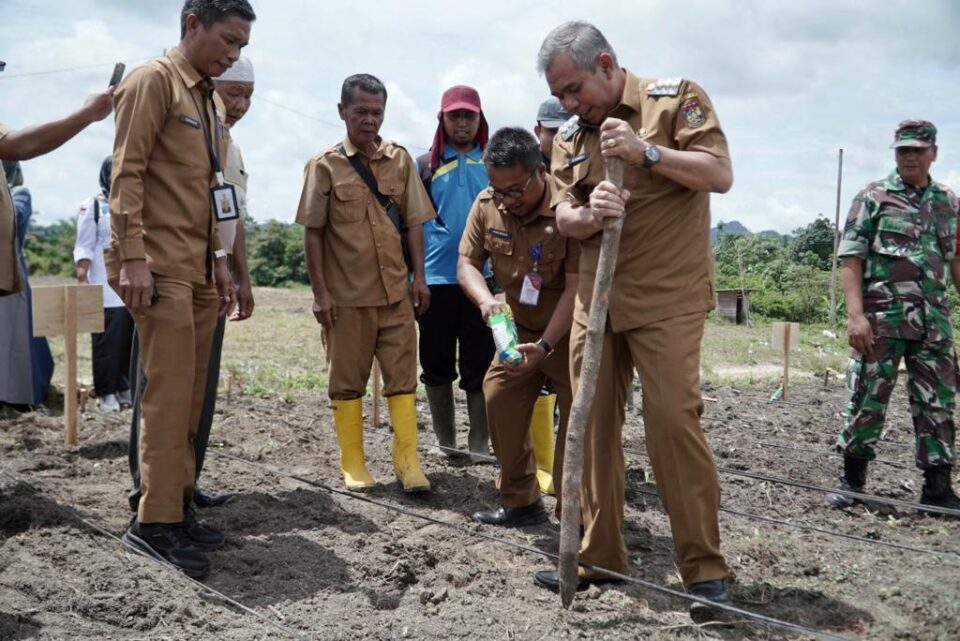 Pj Bupati Kampar Menanam Jagung di Rantau Panjang Desa Salo