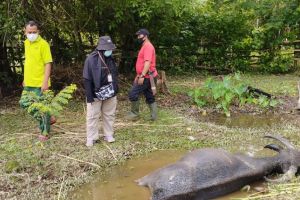 Total Kasus Penyakit Sapi Ngorok di Rohul Capai 451 Ekor