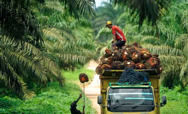 Harga TBS Kelapa Sawit di Riau Turun Jadi Rp 2.735,68/Kg