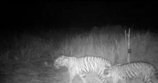 Terekam Kamera Trap BKSDA Riau, Ini Penampakan Dua Harimau di Teluk Lanus