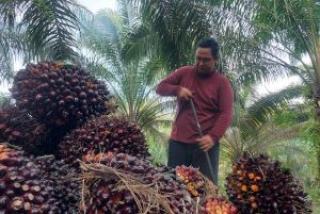 Naik Lagi, Harga TBS Kelapa Sawit di Riau Rp 2.819,68/Kg
